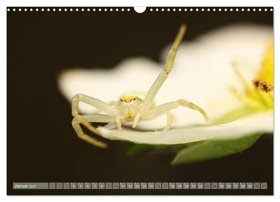 Spinnen - Faszinierende Tiere im heimischen Garten (CALVENDO Wandkalender 2027)