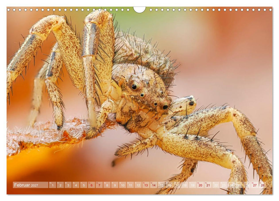 Spinnen - Faszinierende Tiere im heimischen Garten (CALVENDO Wandkalender 2027)