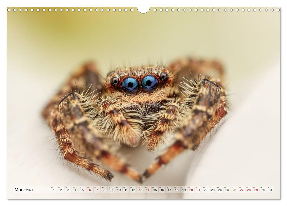 Spinnen - Faszinierende Tiere im heimischen Garten (CALVENDO Wandkalender 2027)
