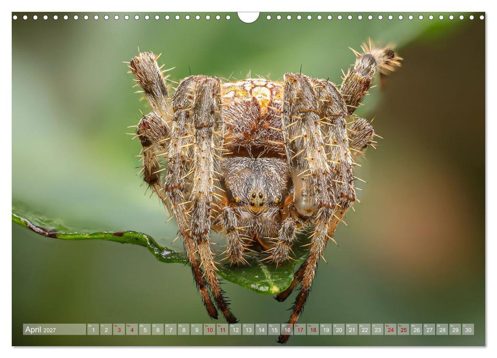 Spinnen - Faszinierende Tiere im heimischen Garten (CALVENDO Wandkalender 2027)
