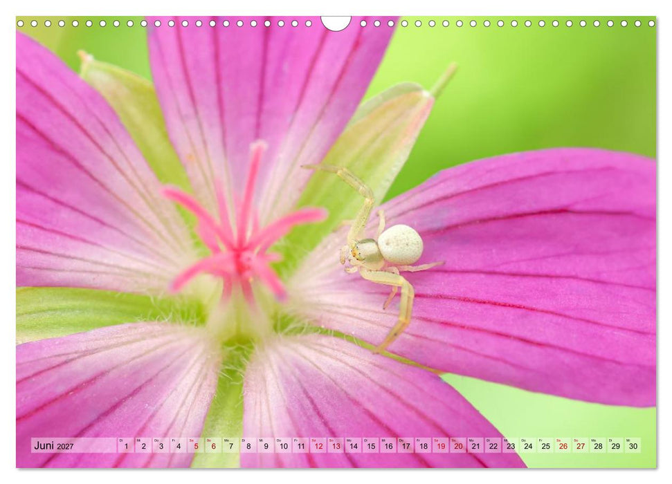 Spinnen - Faszinierende Tiere im heimischen Garten (CALVENDO Wandkalender 2027)