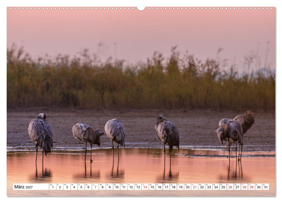 Kraniche am Schlafplatz in der Müritzregion (CALVENDO Premium Wandkalender 2027)