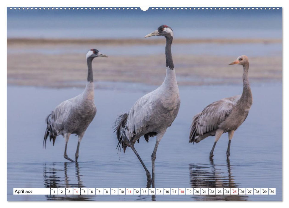 Kraniche am Schlafplatz in der Müritzregion (CALVENDO Premium Wandkalender 2027)