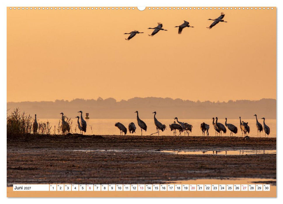 Kraniche am Schlafplatz in der Müritzregion (CALVENDO Premium Wandkalender 2027)