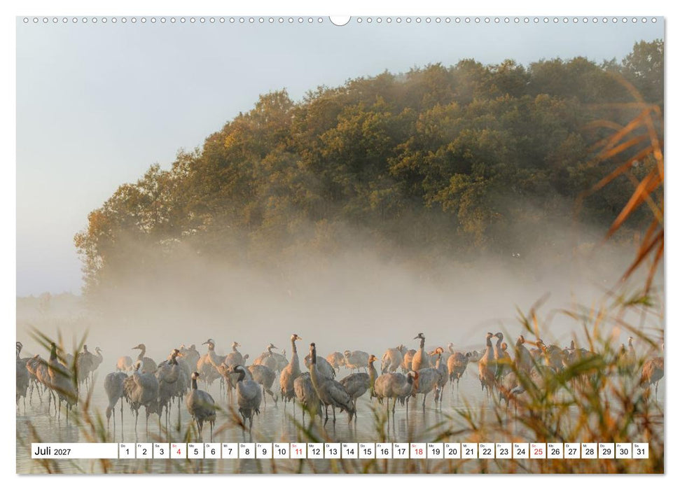 Kraniche am Schlafplatz in der Müritzregion (CALVENDO Premium Wandkalender 2027)