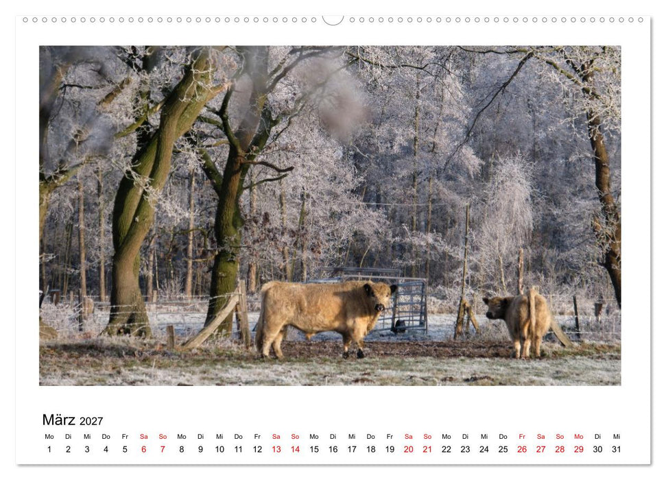 Ein Jahr am Alfsee (CALVENDO Wandkalender 2027)