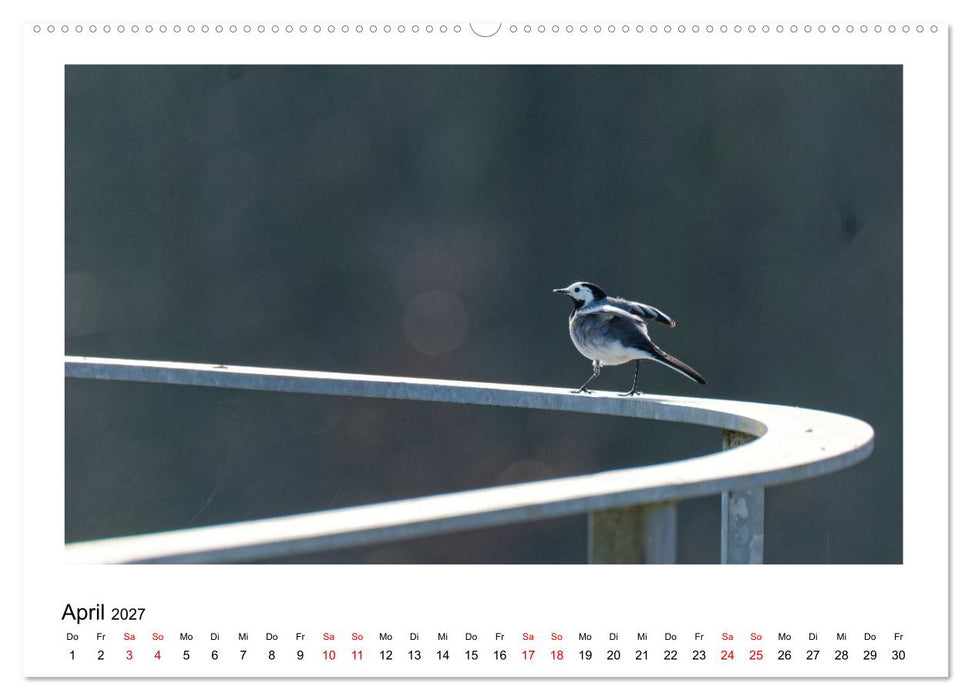 Ein Jahr am Alfsee (CALVENDO Wandkalender 2027)