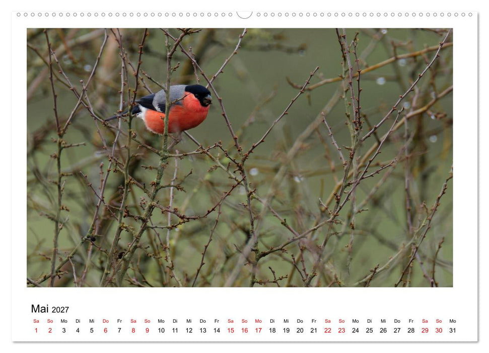 Ein Jahr am Alfsee (CALVENDO Wandkalender 2027)