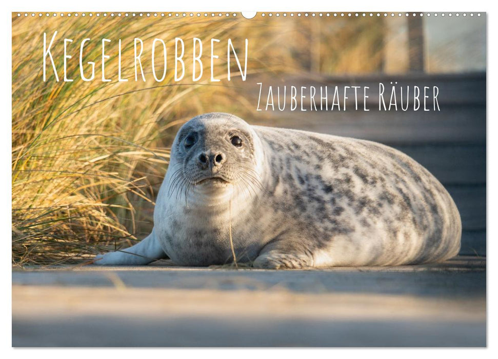 Kegelrobben Zauberhafte Räuber (CALVENDO Wandkalender 2027)