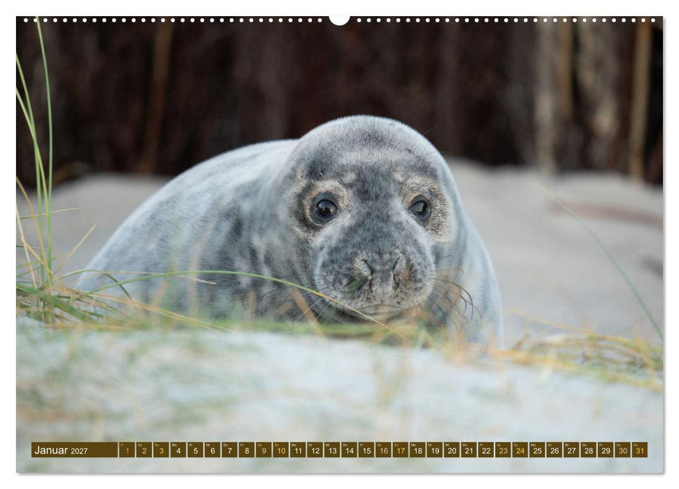 Kegelrobben Zauberhafte Räuber (CALVENDO Wandkalender 2027)