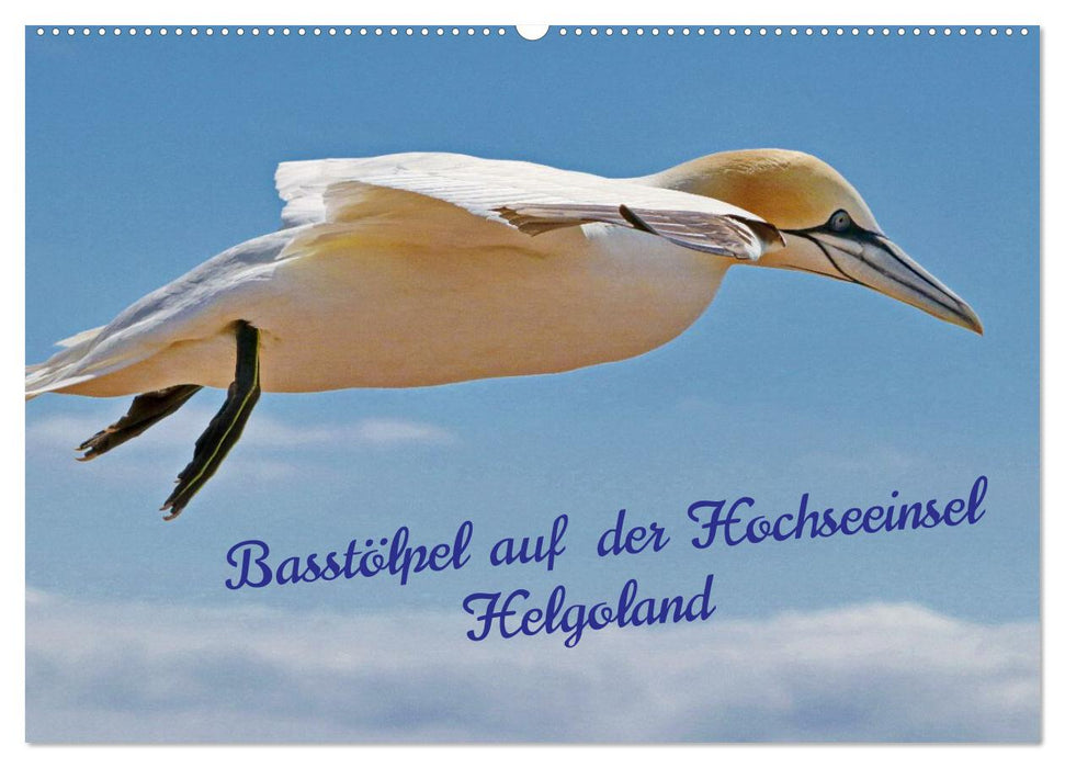 Basstölpel auf der Hochseeinsel Helgoland (CALVENDO Wandkalender 2027)