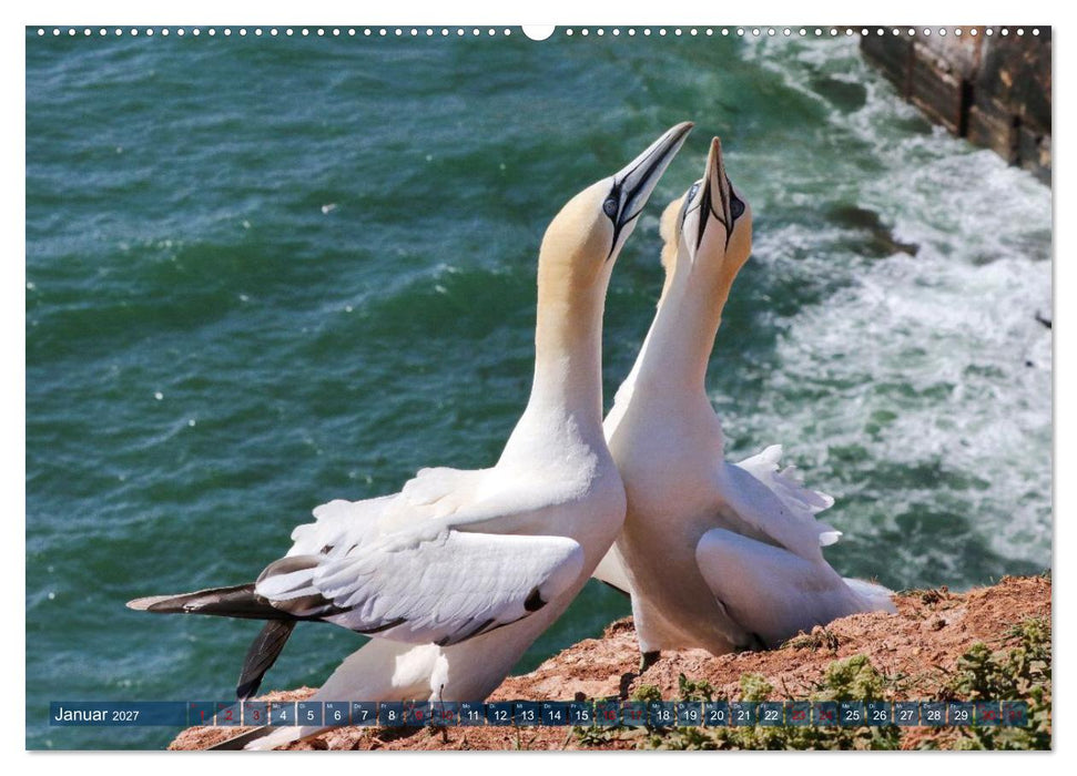 Basstölpel auf der Hochseeinsel Helgoland (CALVENDO Wandkalender 2027)