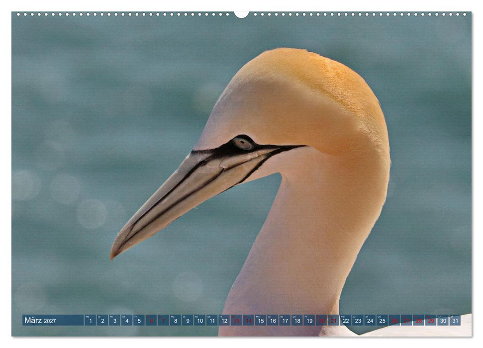 Basstölpel auf der Hochseeinsel Helgoland (CALVENDO Wandkalender 2027)