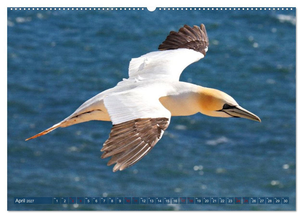 Basstölpel auf der Hochseeinsel Helgoland (CALVENDO Wandkalender 2027)
