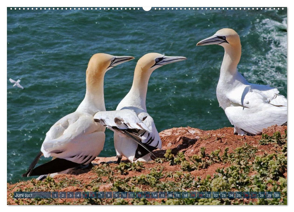 Basstölpel auf der Hochseeinsel Helgoland (CALVENDO Wandkalender 2027)
