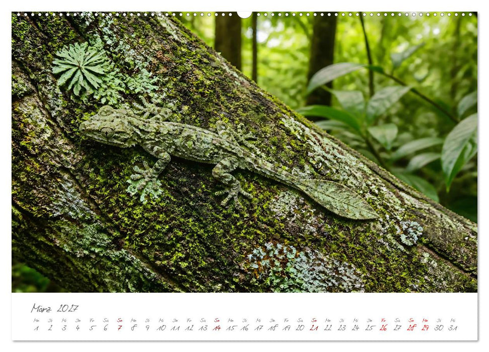 Tierisch gut versteckt - Zwölf Tiere, die mit ihrer Umgebung verschmelzen (CALVENDO Premium Wandkalender 2027)
