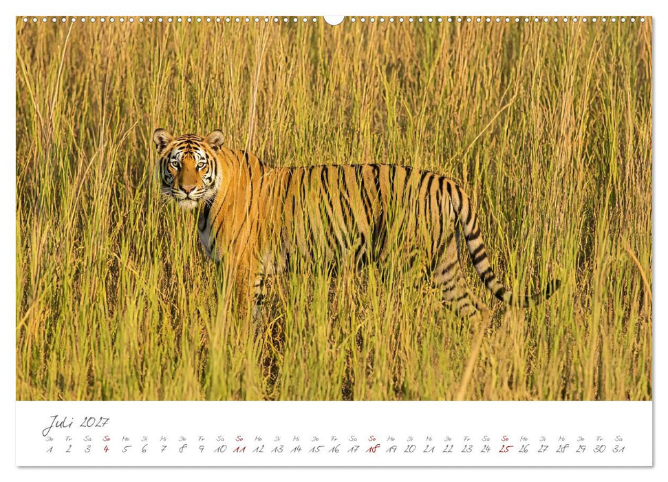 Tierisch gut versteckt - Zwölf Tiere, die mit ihrer Umgebung verschmelzen (CALVENDO Premium Wandkalender 2027)