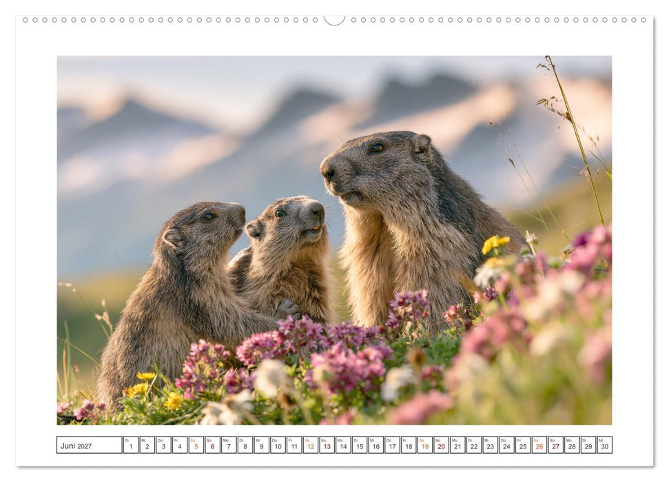 Wilde Herzen Europas (CALVENDO Wandkalender 2027)