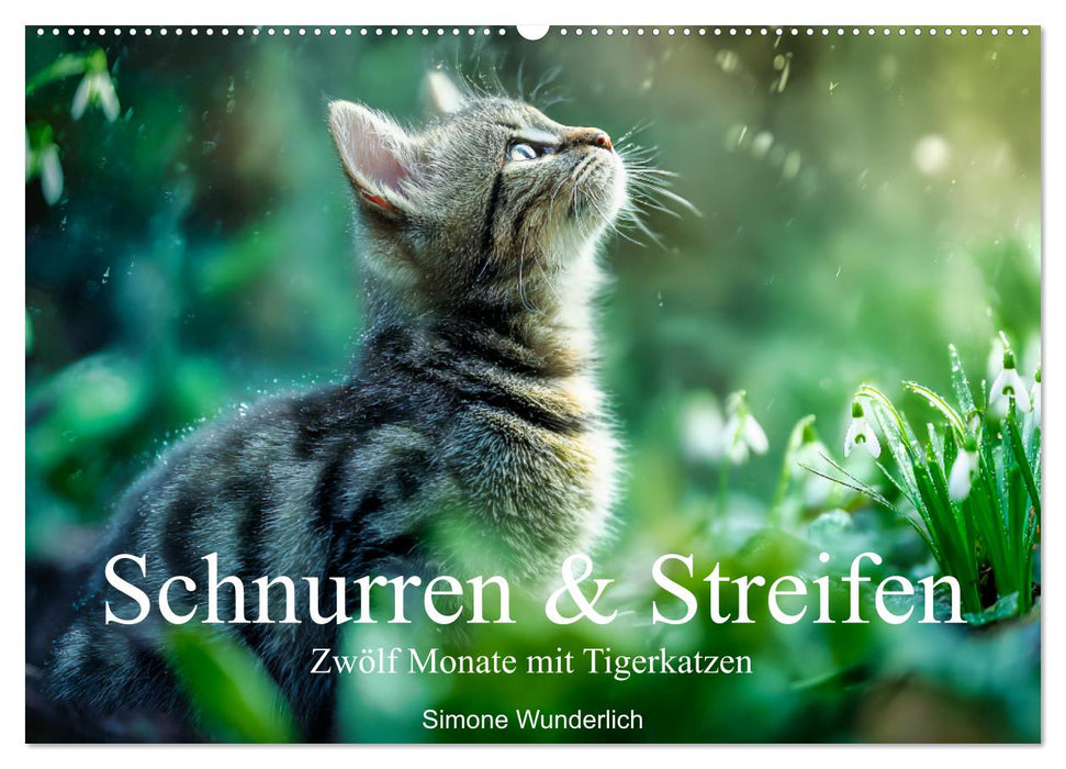 Schnurren & Streifen - Zwölf Monate mit Tigerkatzen (CALVENDO Wandkalender 2027)