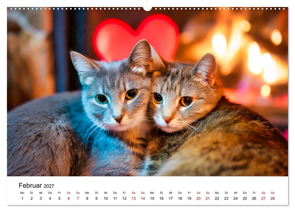 Schnurren & Streifen - Zwölf Monate mit Tigerkatzen (CALVENDO Wandkalender 2027)
