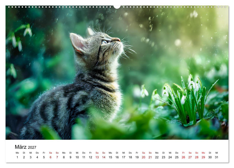 Schnurren & Streifen - Zwölf Monate mit Tigerkatzen (CALVENDO Wandkalender 2027)