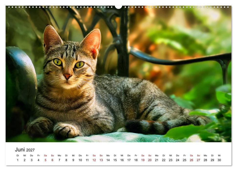 Schnurren & Streifen - Zwölf Monate mit Tigerkatzen (CALVENDO Wandkalender 2027)