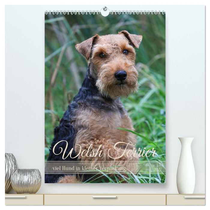 Welsh Terrier - viel Hund in kleiner Verpackung (CALVENDO Premium Wandkalender 2027)
