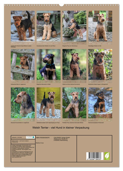 Welsh Terrier - viel Hund in kleiner Verpackung (CALVENDO Premium Wandkalender 2027)