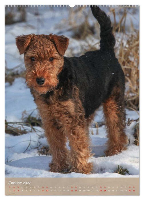 Welsh Terrier - viel Hund in kleiner Verpackung (CALVENDO Premium Wandkalender 2027)