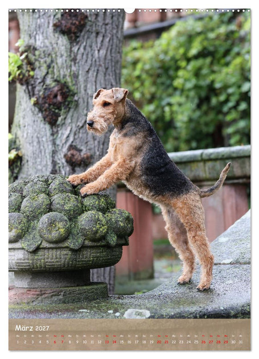 Welsh Terrier - viel Hund in kleiner Verpackung (CALVENDO Premium Wandkalender 2027)