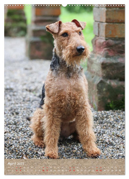 Welsh Terrier - viel Hund in kleiner Verpackung (CALVENDO Premium Wandkalender 2027)