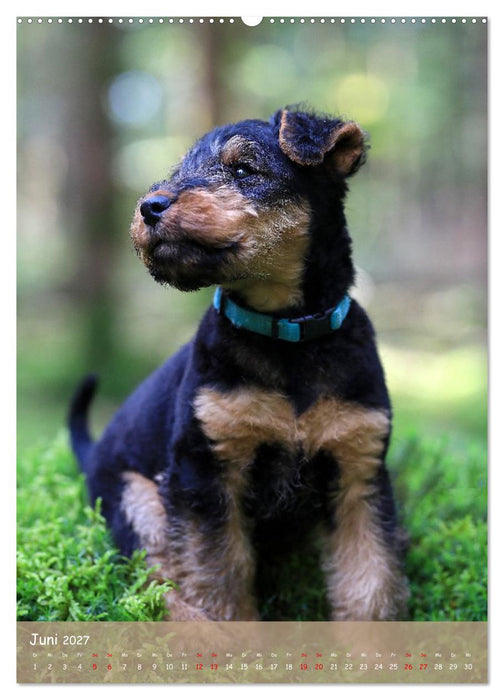 Welsh Terrier - viel Hund in kleiner Verpackung (CALVENDO Premium Wandkalender 2027)