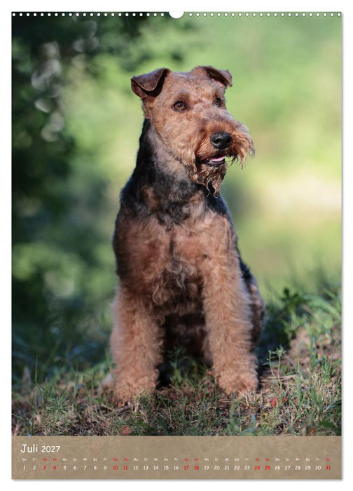 Welsh Terrier - viel Hund in kleiner Verpackung (CALVENDO Premium Wandkalender 2027)