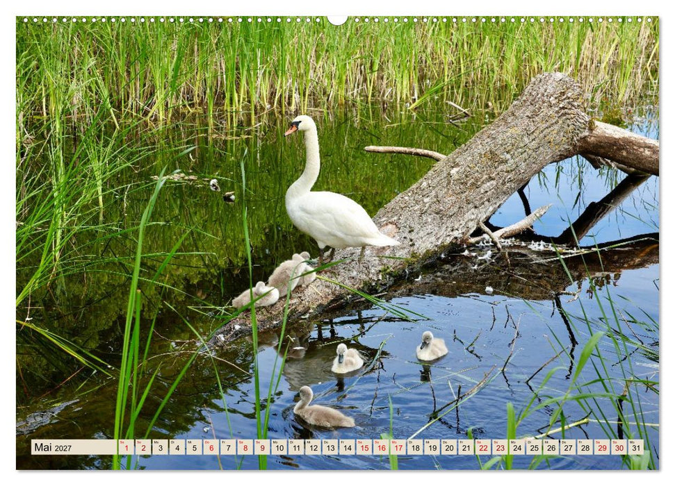 Fischland - Zwischen Ostsee und Bodden (CALVENDO Premium Wandkalender 2027)