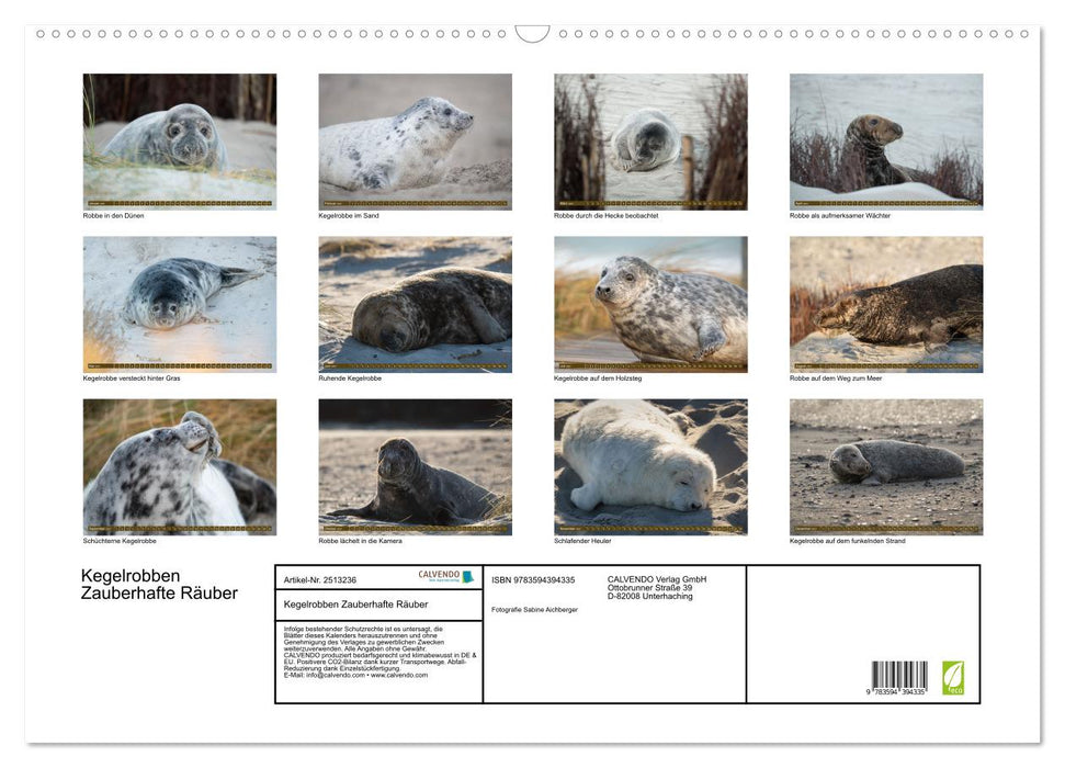 Kegelrobben Zauberhafte Räuber (CALVENDO Wandkalender 2027)