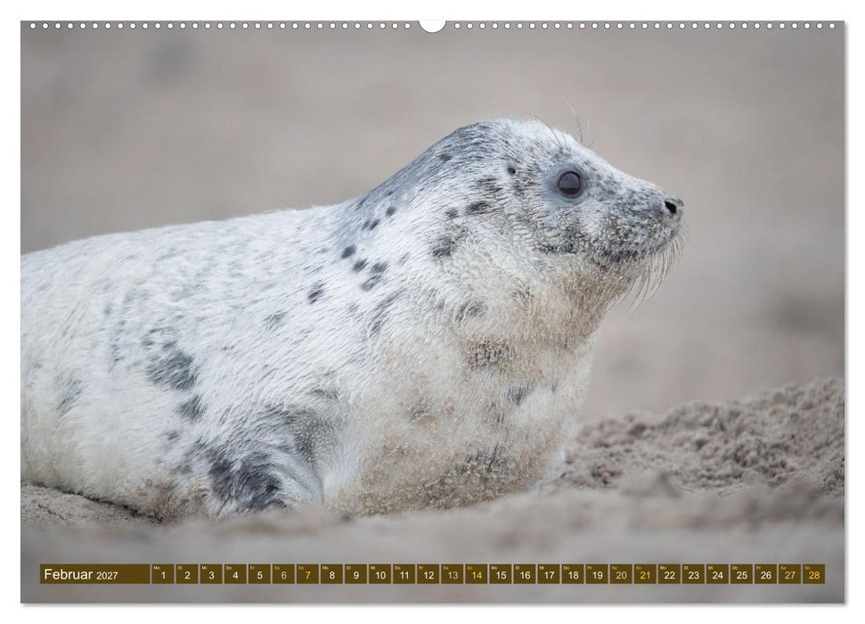 Kegelrobben Zauberhafte Räuber (CALVENDO Wandkalender 2027)