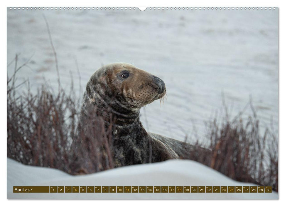 Kegelrobben Zauberhafte Räuber (CALVENDO Wandkalender 2027)