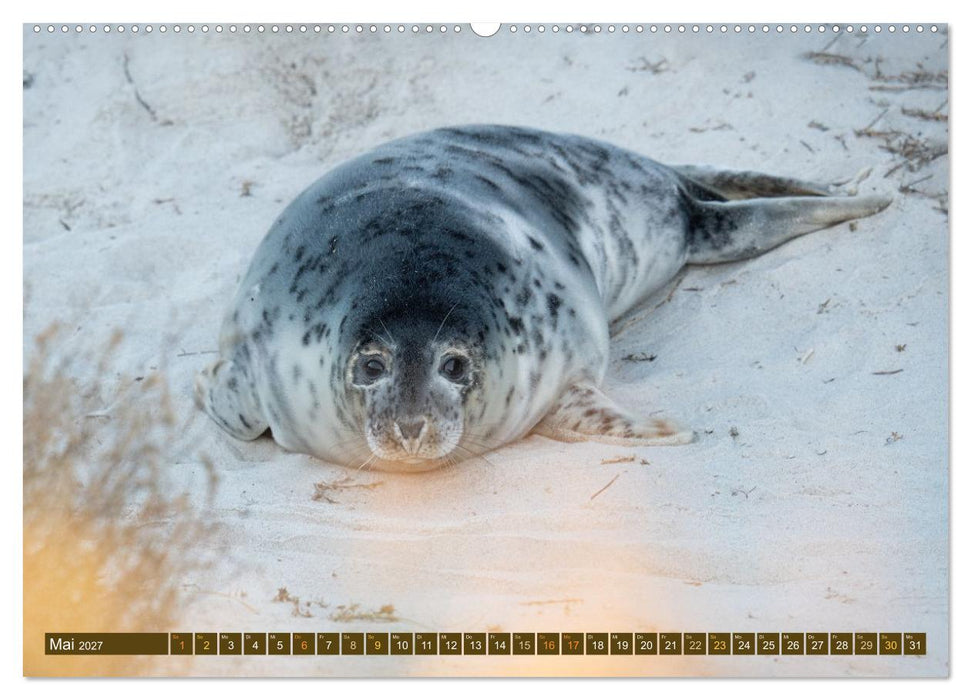 Kegelrobben Zauberhafte Räuber (CALVENDO Wandkalender 2027)