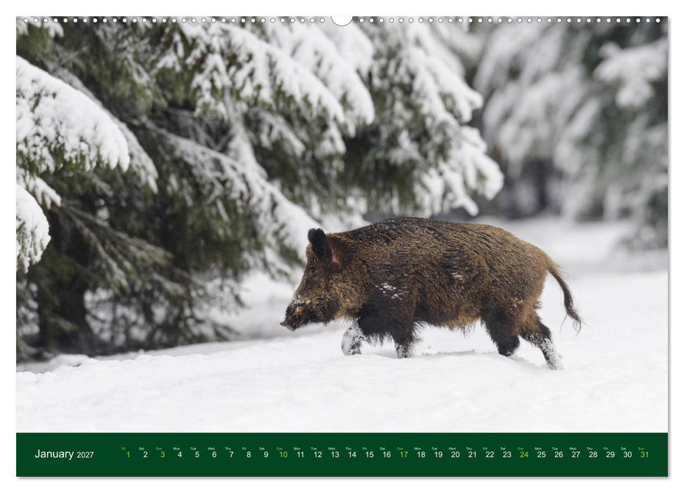 Wild Boars (CALVENDO Premium-Calendar 2027)