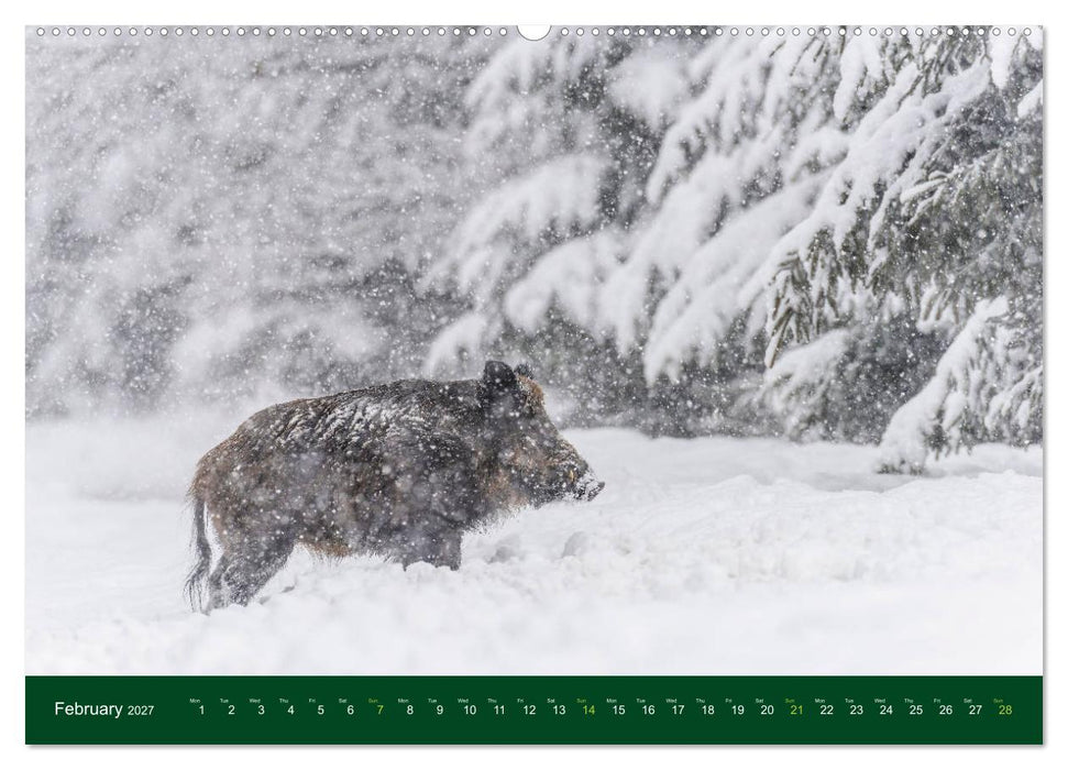 Wild Boars (CALVENDO Premium-Calendar 2027)
