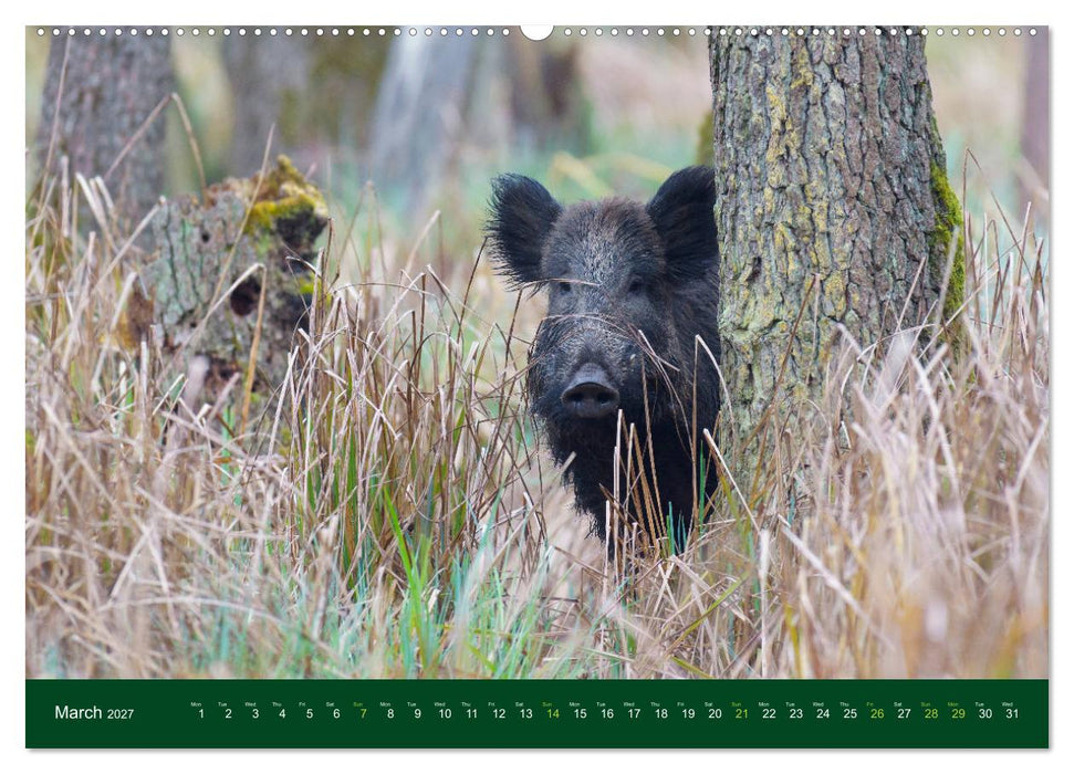 Wild Boars (CALVENDO Premium-Calendar 2027)