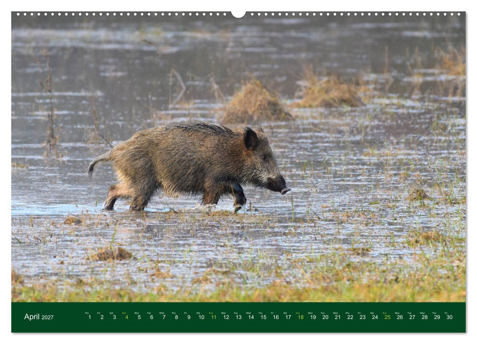 Wild Boars (CALVENDO Premium-Calendar 2027)