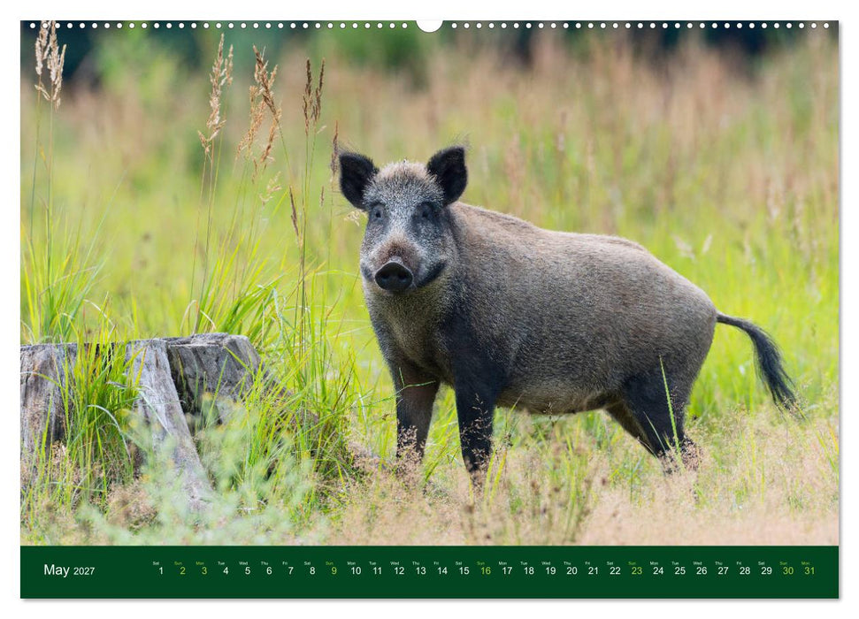 Wild Boars (CALVENDO Premium-Calendar 2027)