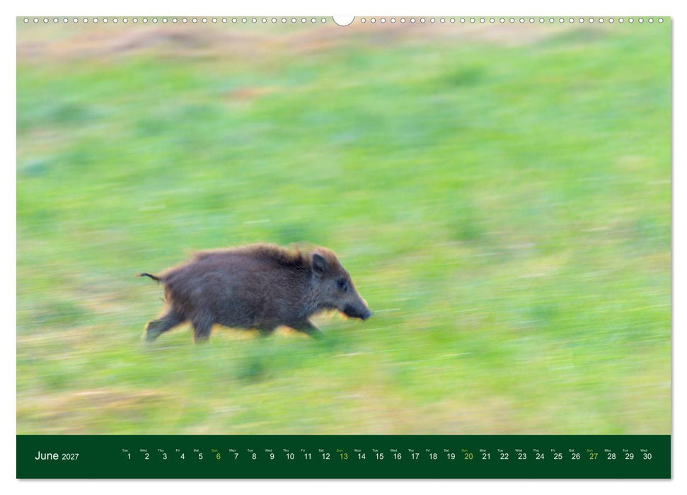 Wild Boars (CALVENDO Premium-Calendar 2027)