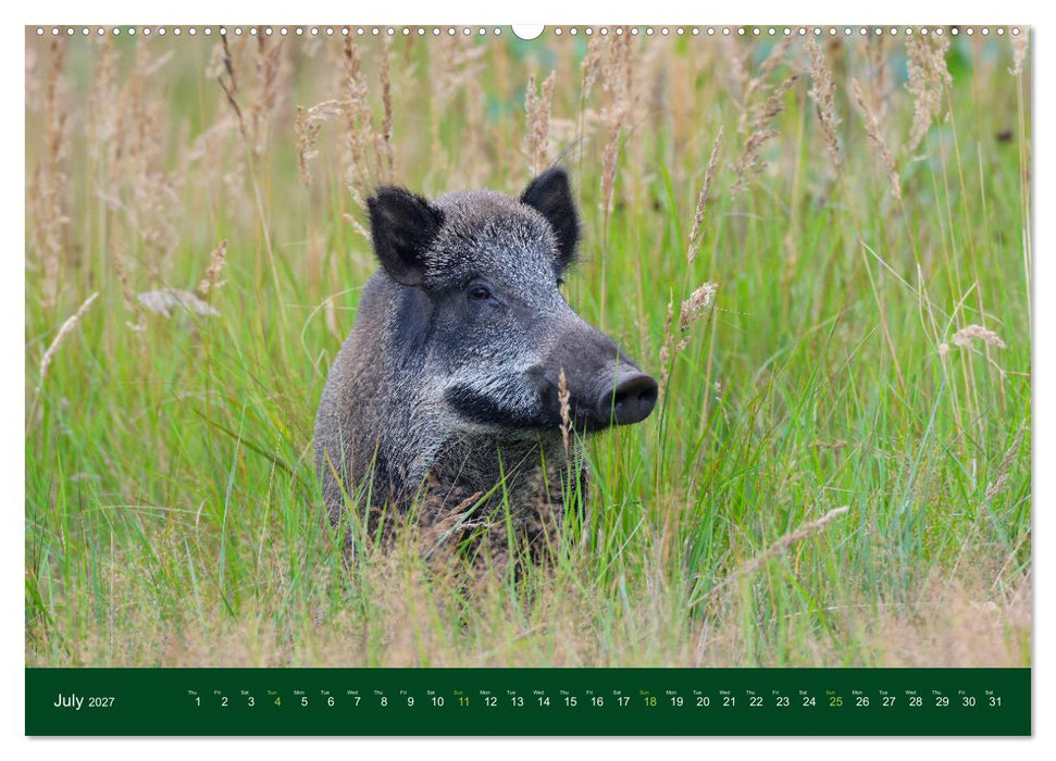 Wild Boars (CALVENDO Premium-Calendar 2027)
