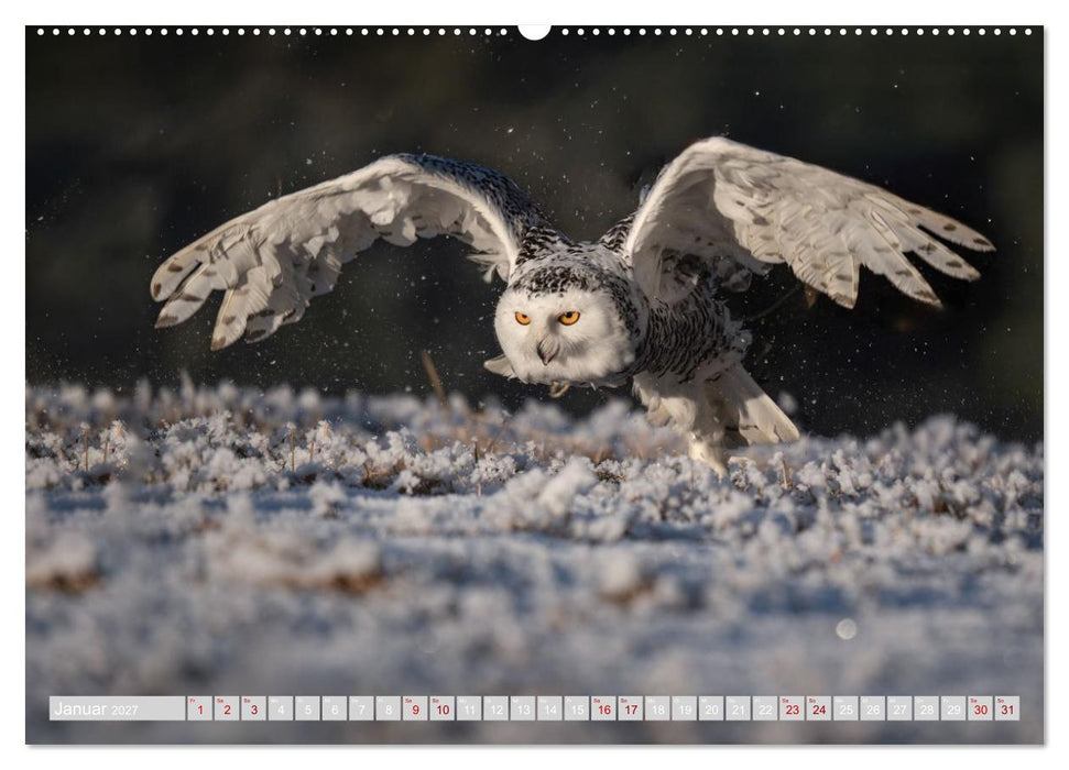 Eulen und Greifvögel - Majestätische Vogelwelt (CALVENDO Wandkalender 2027)
