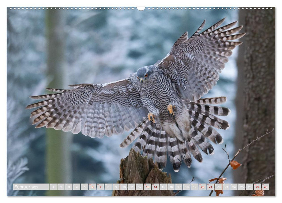 Eulen und Greifvögel - Majestätische Vogelwelt (CALVENDO Wandkalender 2027)