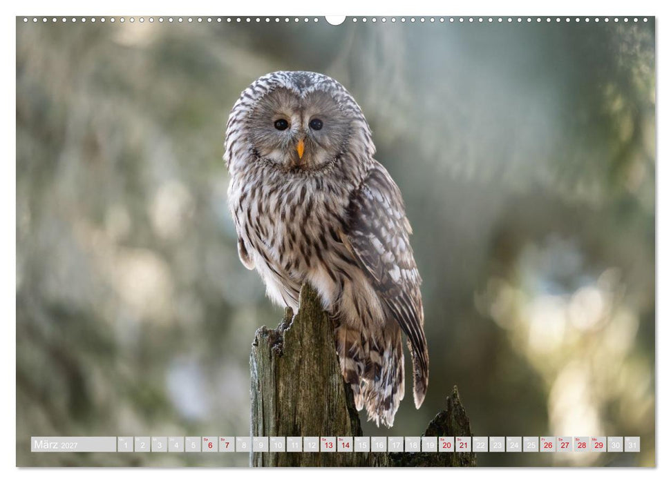 Eulen und Greifvögel - Majestätische Vogelwelt (CALVENDO Wandkalender 2027)