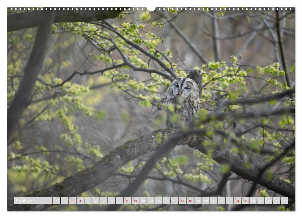 Eulen und Greifvögel - Majestätische Vogelwelt (CALVENDO Wandkalender 2027)