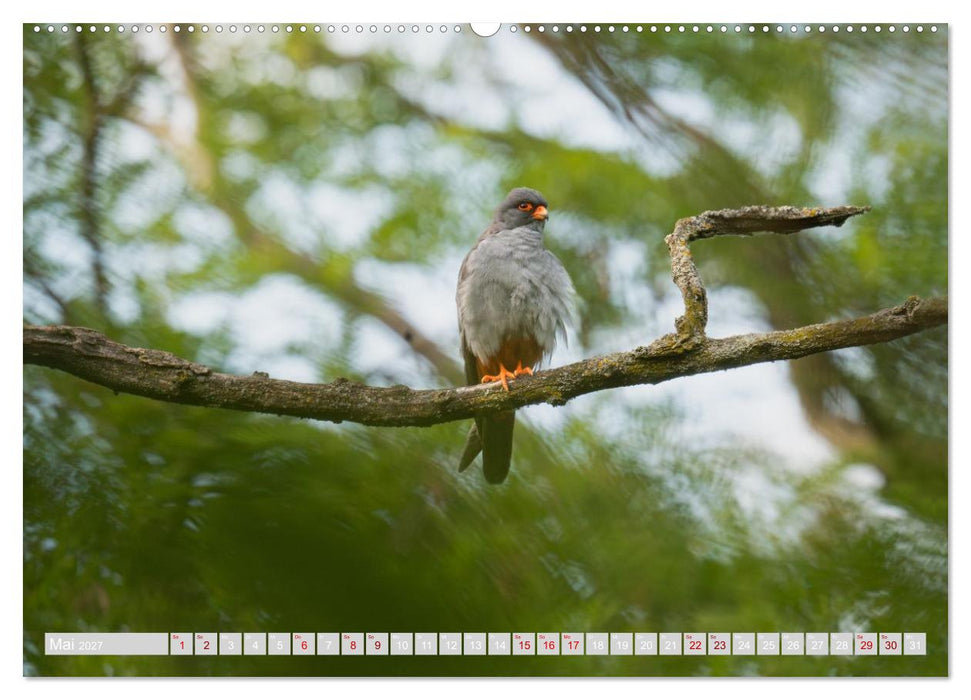 Eulen und Greifvögel - Majestätische Vogelwelt (CALVENDO Wandkalender 2027)